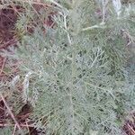 Artemisia austriaca leaf picture by Fedan Hacizade (cc-by-sa)