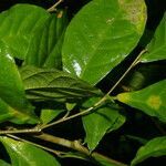 Adelia triloba leaf picture by Nelson Zamora Villalobos (cc-by-nc)