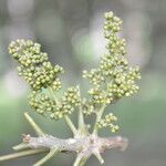 Zanthoxylum setulosum flower picture by Nelson Zamora Villalobos (cc-by-nc)