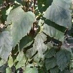 Bixa orellana habit picture by Trap Hers (cc-by-sa)