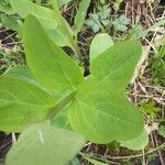 Mertensia virginica leaf picture by Vincent VanDeventer (cc-by-sa)