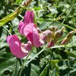 Lathyrus cirrhosus flower picture by Llandrich anna (cc-by-sa)