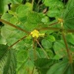 Corchorus aestuans flower picture by Shravan Kumbhare (cc-by-sa)
