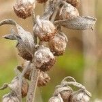 Artemisia absinthium fruit picture by Pierre LEON (cc-by-sa)
