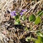 Viola adunca leaf picture by Gramenz Lora (cc-by-sa)