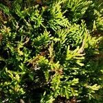 Juniperus sabina leaf picture by Christiane et Gilbert Blanc (cc-by-sa)