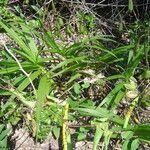 Cyrtopodium flavum habit picture by Renato Lima (cc-by-nc-sa)