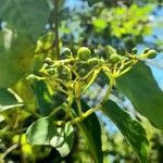 Cissus verticillata fruit picture by Trap Hers (cc-by-sa)