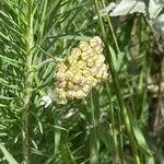 Asclepias linaria flower picture by Miguel-de-SCAMPS_MX (cc-by-sa)