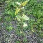 Reynoutria japonica habit picture by Mathieu Neyret (cc-by-sa)