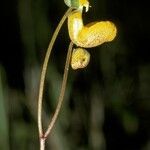 Calceolaria biflora flower picture by Daniel Barthelemy (cc-by-nc)