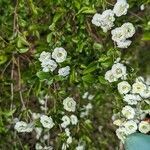 Spiraea prunifolia flower picture by stayoutoftheforest (cc-by-sa)