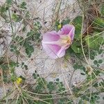 Calystegia soldanella flower picture by Roberto Righini (cc-by-sa)