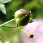 Scrophularia peregrina fruit picture by Mario Cannata (cc-by-sa)