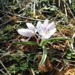 Colchicum triphyllum flower picture by m.requena (cc-by-sa)