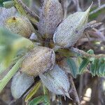Astragalus tragacantha fruit picture by Llandrich anna (cc-by-sa)