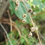 Deutzia scabra fruit picture by Rose Dylan (cc-by-sa)