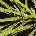Machaerium cirrhiferum leaf picture by Nelson Zamora Villalobos (cc-by-nc)