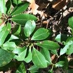 Kalmia latifolia leaf picture by Heath post (cc-by-sa)