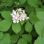 Rubus gratus flower picture by Hajnalka (cc-by-sa)