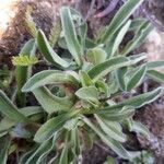 Aster amellus leaf picture by Adrien Zucchelli (cc-by-sa)