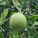 Citrus maxima fruit picture by Pao Wright (cc-by-sa)