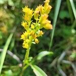 Solidago uliginosa flower picture by Pascal Guerin (cc-by-sa)