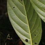 Beilschmiedia costaricensis leaf picture by Nelson Zamora Villalobos (cc-by-nc)