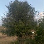 Alectryon diversifolius habit picture by aria salan (cc-by-sa)