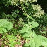 Valeriana pyrenaica habit picture by John Sycorax (cc-by-sa)