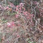 Vaccinium corymbosum habit picture by Eli Small (cc-by-sa)