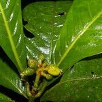 Psychotria alfaroana leaf picture by Nelson Zamora Villalobos (cc-by-nc)