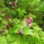 Dicentra formosa flower picture by Martin Rijpstra (cc-by-sa)