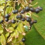 Jasminum officinale fruit picture by bayes (cc-by-sa)