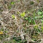 Escallonia rubra habit picture by Florient Catelain (cc-by-sa)