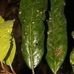 Ocotea atlantica leaf picture by Nelson Zamora Villalobos (cc-by-nc)