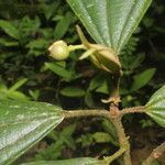Conostegia lasiopoda fruit picture by Nelson Zamora Villalobos (cc-by-nc)