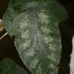 Cecropia obtusa leaf picture by Jean-François Molino (cc-by-sa)
