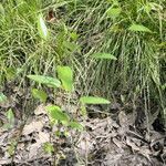 Smilax walteri habit picture by Maarten Vanhove (cc-by-sa)