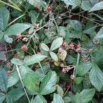 Rubus flagellaris leaf picture by Boreas46 (cc-by-sa)