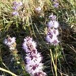 Mentha pulegium habit picture by Daniel SOTTY (cc-by-sa)