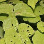 Ipomoea nil leaf picture by Nelson Zamora Villalobos (cc-by-nc)