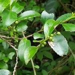 Camellia sinensis fruit picture by 由美子 島崎 (cc-by-sa)