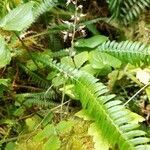 Blechnum spicant flower picture by Rob Liroff (cc-by-sa)