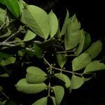 Eugenia galalonensis leaf picture by Nelson Zamora Villalobos (cc-by-nc)