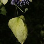 Passiflora platyloba fruit picture by Nelson Zamora Villalobos (cc-by-nc)