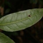 Drypetes variabilis leaf picture by Jean-François Molino (cc-by-sa)