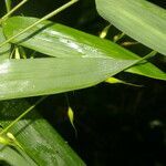 Olyra latifolia leaf picture by Nelson Zamora Villalobos (cc-by-nc)