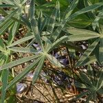 Lupinus latifolius leaf picture by Fabien Anthelme (cc-by-sa)
