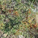 Condalia microphylla habit picture by Trap Hers (cc-by-sa)